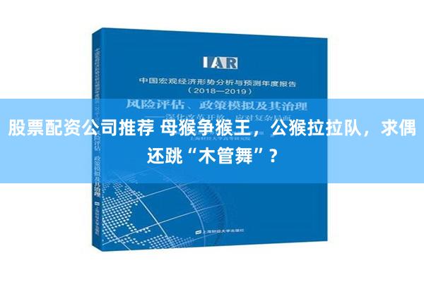 股票配资公司推荐 母猴争猴王，公猴拉拉队，求偶还跳“木管舞”？